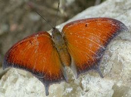 Anaea andria male