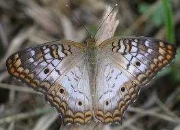 Anartia jatrophae