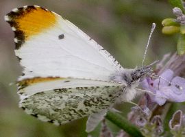 Anthocharis midea male