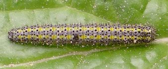 Ascia monuste larva