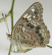 Asterocampa celtis female