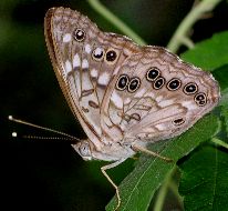 Asterocampa celtis male