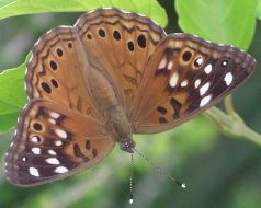 Asterocampa celtis female