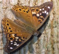 Asterocampa celtis male