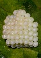 Asterocampa clyton eggs