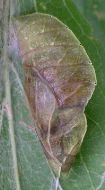 Asterocampa clyton pupa