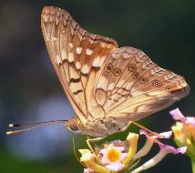 Asterocampa clyton male