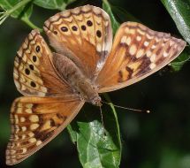 Asterocampa clyton female