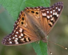 Asterocampa clyton male