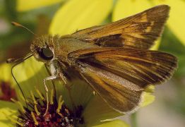 Atalopedes campestris male