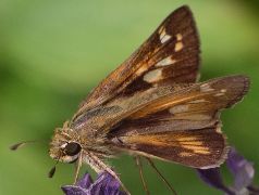 Atalopedes campestris female