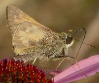 Atalopedes campestris male