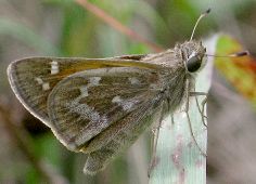 Atalopedes campestris female