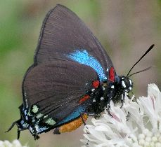 Atlides halesus male