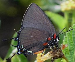 Atlides halesus female