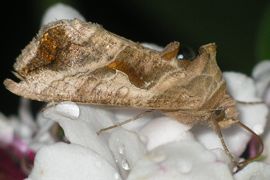 Autoplusia egena