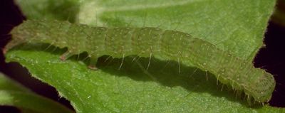 Bagisara rectifascia larva