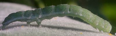 Bagisara sp. larva