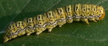 Basilodes chrysopis larva