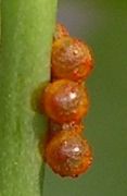 Battus philenor eggs