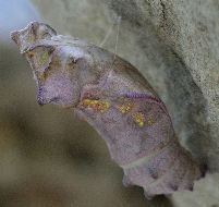 Battus philenor pupa