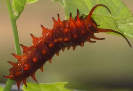 Battus philenor larva