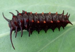 Battus philenor larva