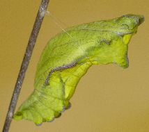 Battus polydamas pupa