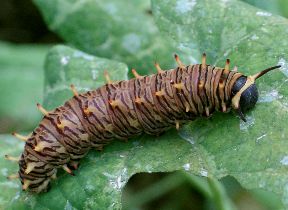Battus polydamas larva