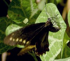 Battus polydamas ovipositing