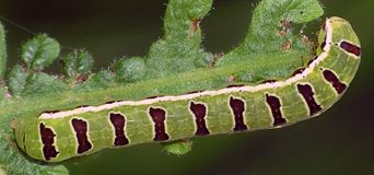 Callopistria floridensis larva