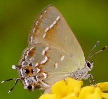 Callophrys gryneus