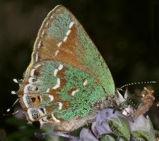 Callophrys gryneus