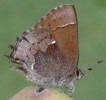 Callophrys henrici