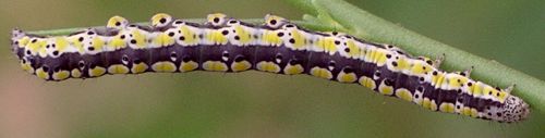 Calophasia lunula larva