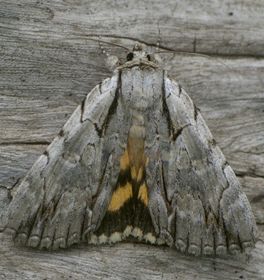 Catocala clintonii