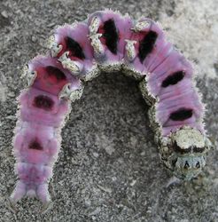 Catocala ilia larva