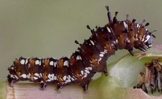 Cerathosia tricolor larva