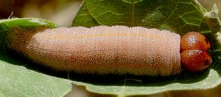 Chioides catillus larva
