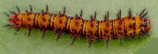 Chlosyne lacinia larva