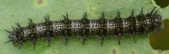 Chlosyne lacinia larva