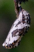 Chlosyne lacinia pupa