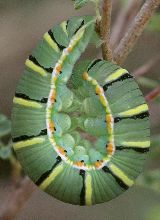 Colias cesonia