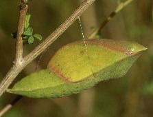 Colias cesonia pupa