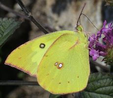 Colias cesonia male