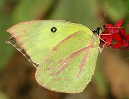 Colias cesonia female