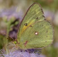 Colias eurytheme