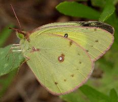 Colias eurytheme