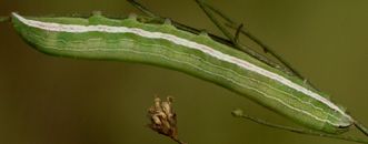 Condica videns larva