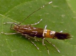 Cosmopterix sp.